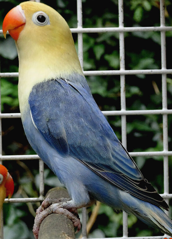Opaline lovebirds strong aviary bred &pound;45 each