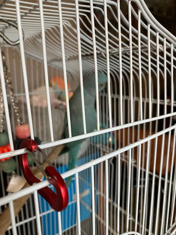 Baby blue Indian ring neck