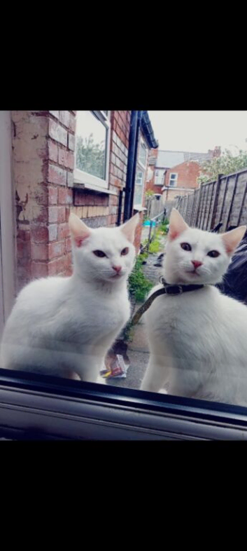 Two pure white male kittens