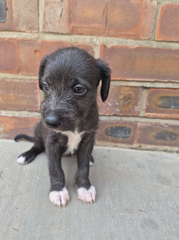 First cross Bedlington x whippet puppies