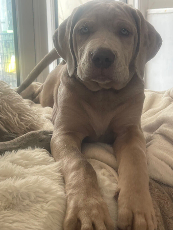 Ready for his new home