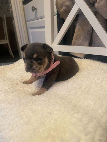 french bulldog puppies