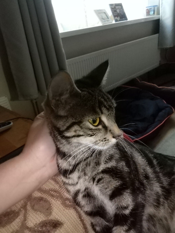 Female Bengal cat 12 months old