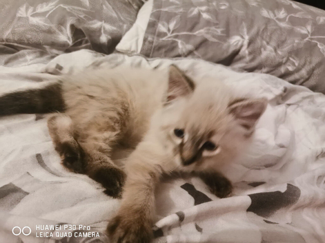 2 male ragdoll kittens