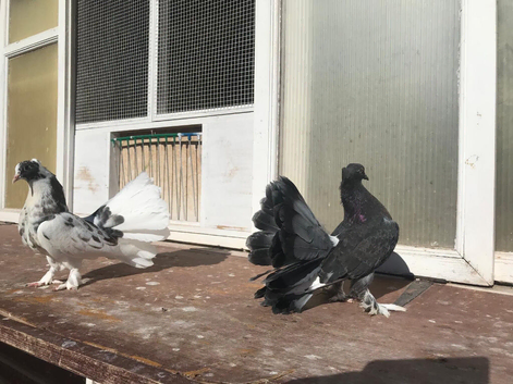 Pair of Indian fan tails