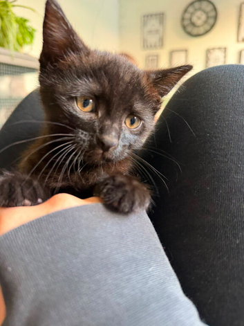 Adorable little black kitten
