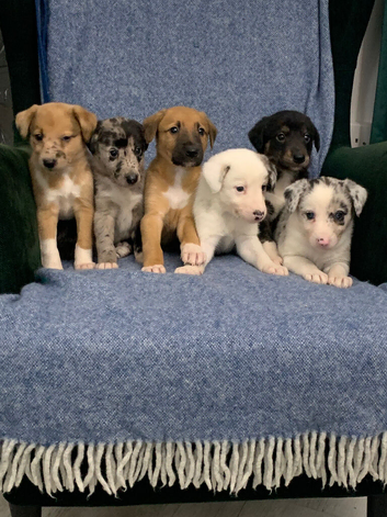 Blue Merle Collie X Lurcher puppies