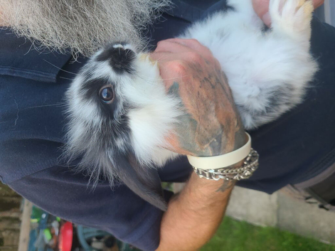 Baby rabbits ready now