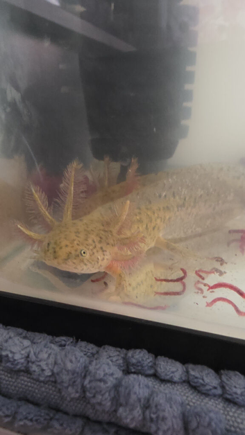 Wild axolotls
