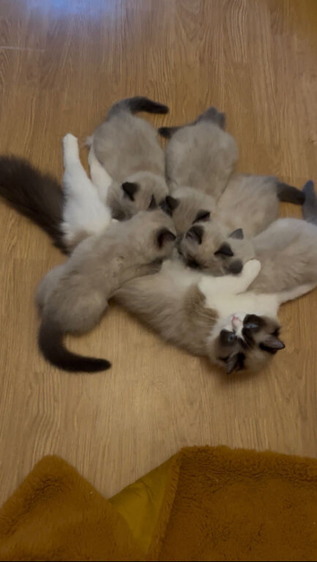 GCCF Ragdoll Kittens