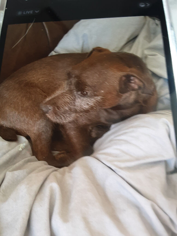 Full bred Pattidale pups