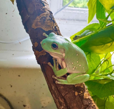 Whites tree frogs juvenile