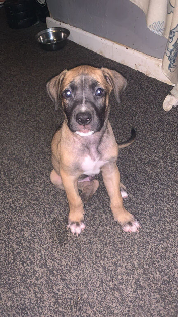 American bulldog x Mastiff puppies ready now