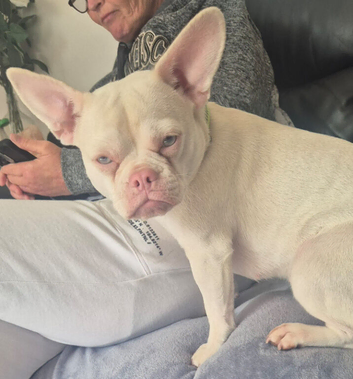 Pink french bulldog