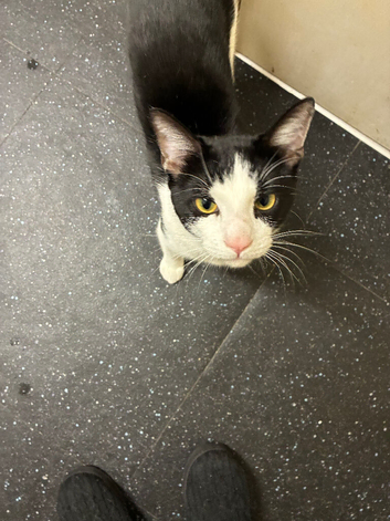 Male cat