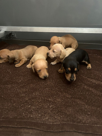 Miniature dachshund puppies