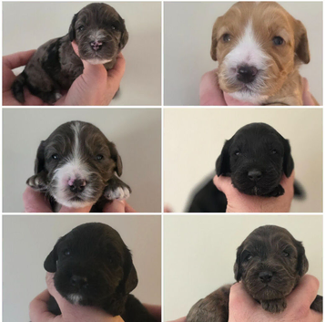 Beautiful F1 DNA clear Cockapoo's