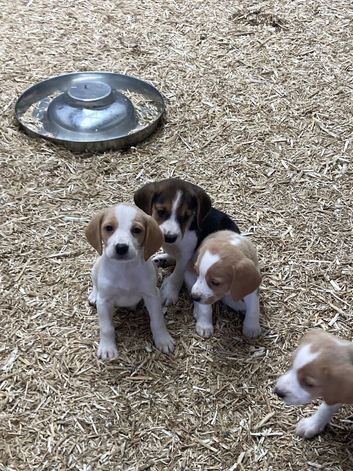 2 female beagle puppies for sale