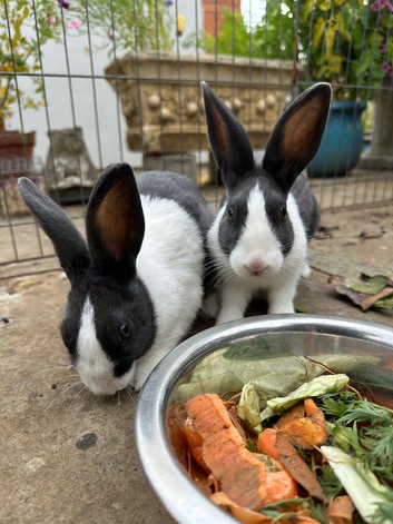 Beautiful Pair of Baby Dutch Bunny Girls 13 weeks