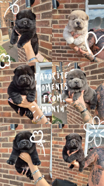 Chow chow puppies