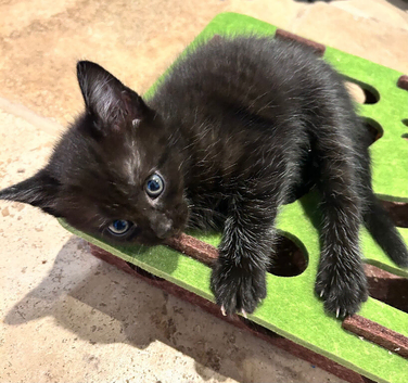 Female kittens