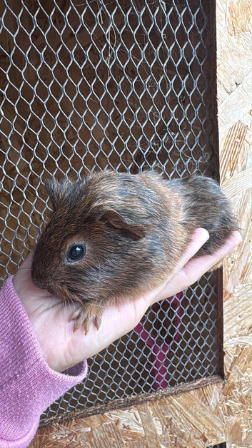 Male guinea pig