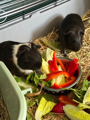 Two guinea pigs looking for a loving new home