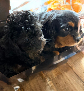 Cavapoo girls &pound;1400 only 1 for