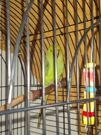 Green indian ringneck