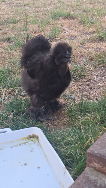silkie chickens for sale
