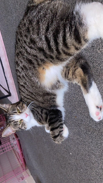 1 year old neutuered Male cat