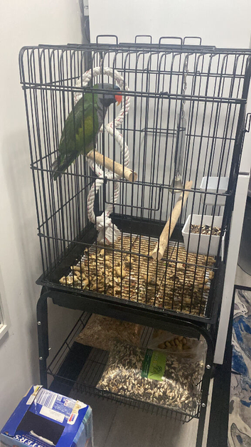 Alexzanderen parrot