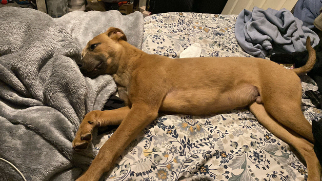 Puppy