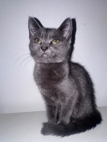Stunning Chartreux Kittens
