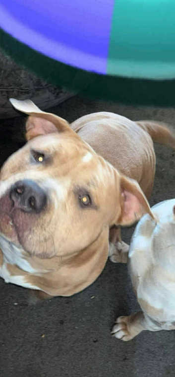 18 Month Old Standard Bully Merle Males