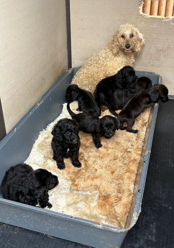 Cockapoo