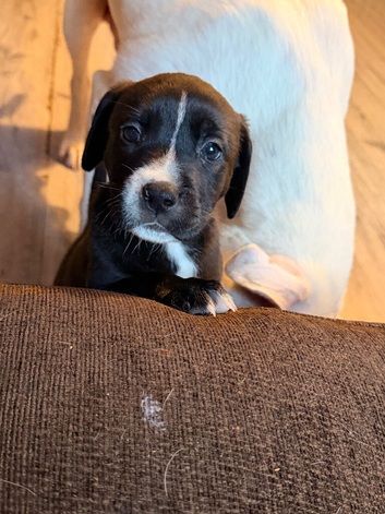 Labrador x pups