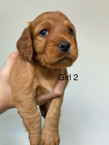 Cockerjack puppies for sale!! 1 girl left!!!!