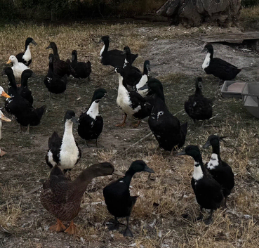 Cayuga/Pekin cross ducks - various ages & colours