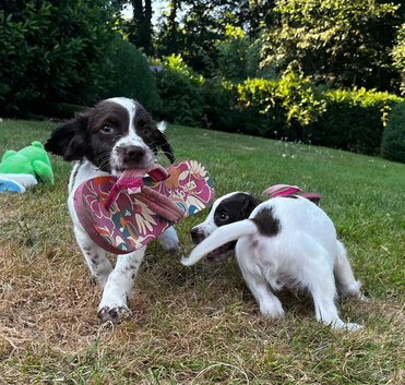 English springer spaniel