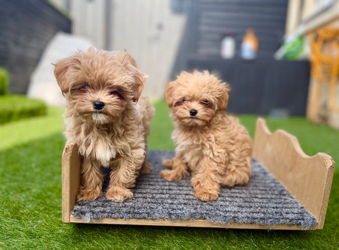 Beautiful Asian/Korean Maltipoo Puppies