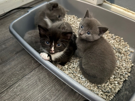 Beautiful kitten