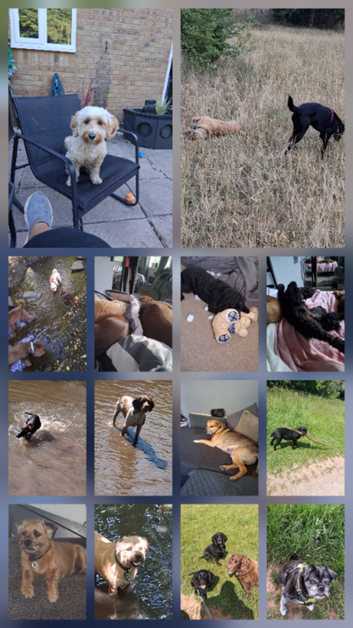 Bertie and Nic dog walking/ Boarding