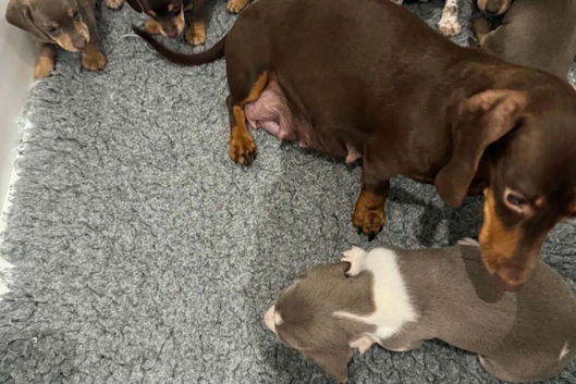 lovely miniature dachshunds puppies