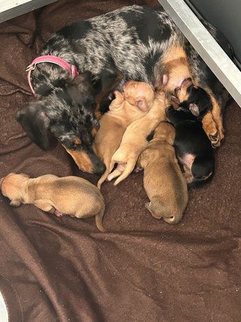 Miniature dachshund puppies