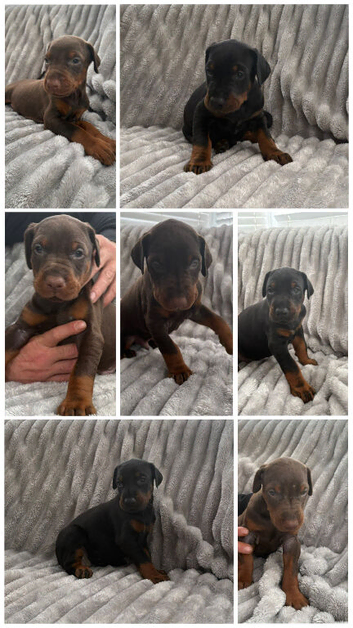 Pedigree Dobermans