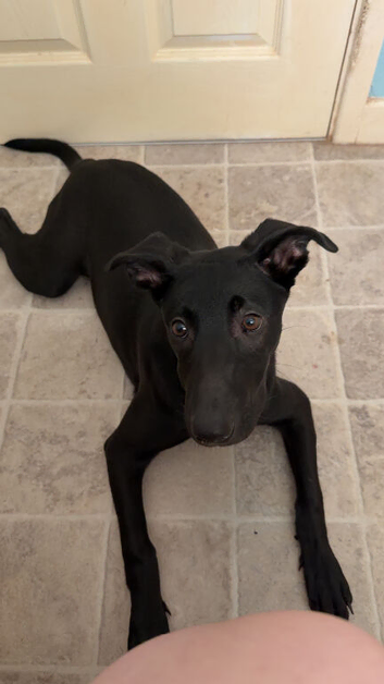6 month old Belgian malinois mixed staffy