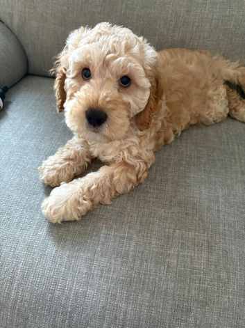 Beautiful cockapoo puppy