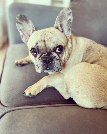 Female french bull dog