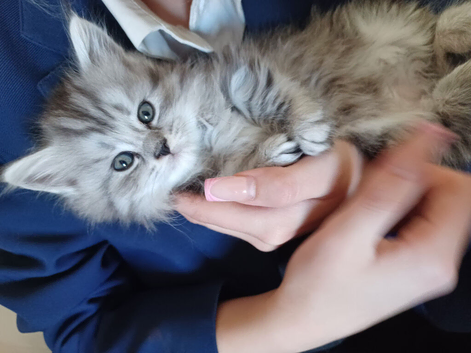 3 kittens for sale